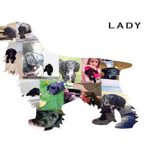 Puede incluir: Un collage de cachorros de cocker spaniel negro en varias poses, incluyendo jugando, durmiendo y mirando a la cámara. La palabra "LADY" está escrita en texto blanco en la parte superior de la imagen.