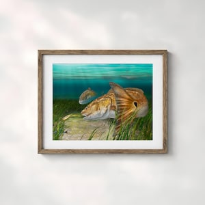 Redfish art print gift for a red drum fisherman, fishing wall art for Florida, Texas, Louisiana, Carolina coastal wall art decor