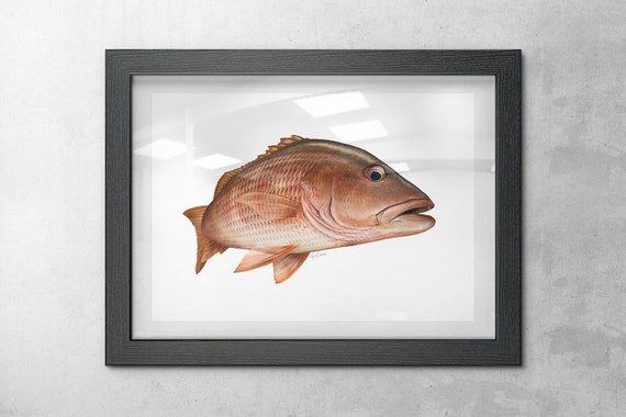 Mangrove Snapper Art Print, Mango Snapper Fishermans Gift Fish Painting  Hand-signed by the Artist 