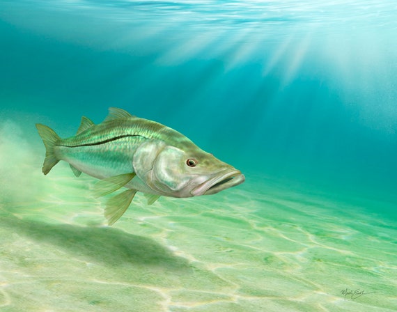 Snook Wall Art Print Birthday Fishing Gifts for a Saltwater