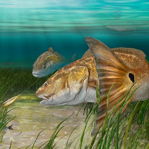 Redfish painting art print gift for red drum fisherman, fishing wall art for Florida, Texas, Louisiana fisherman gift