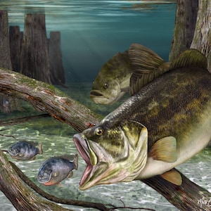 Bass art print, largemouth bass fishing gift, bass fisherman gift, freshwater fishing wall art, fish camp wall decor