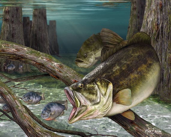 Bass art print, largemouth bass fishing gift, bass fisherman gift, freshwater fishing wall art, fish camp wall decor