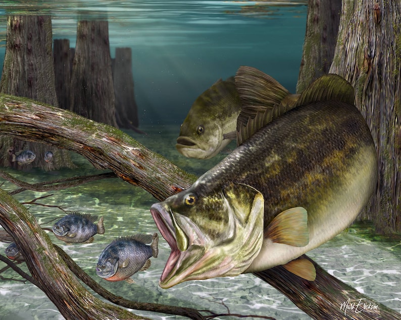 May include: A largemouth bass with its mouth open, swimming in a murky green pond. The bass is surrounded by submerged logs and smaller fish. The water is clear enough to see the fish's scales and the details of the logs.
