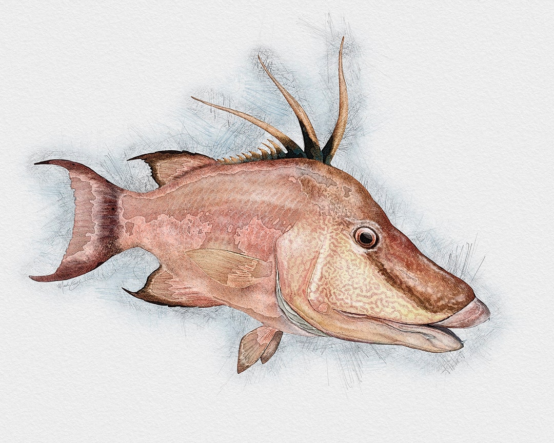 Hogfish Art Print, Fish Art, Fishing Décor, Fishing Gifts for Men, Hog