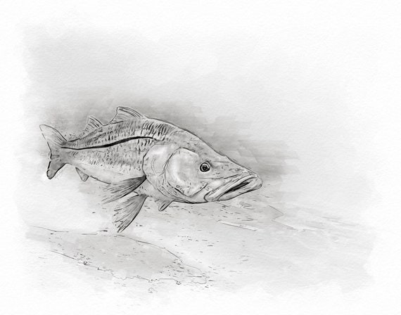 Snook Art Sketch Print a Great Snook Fisherman Gift -  Canada