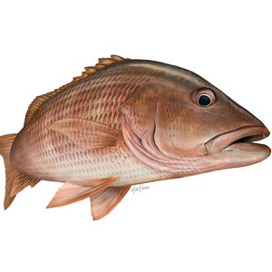 Mangrove snapper art print, mango snapper fisherman’s gift fish painting hand-signed by the artist
