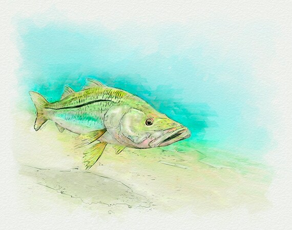 Snook Art Print in Magic Marker Style a Great Snook Fisherman
