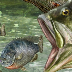 May include: A largemouth bass with its mouth open, ready to catch a smaller bluegill fish. The bass is green and brown with a yellow eye. The bluegill is swimming away from the bass.