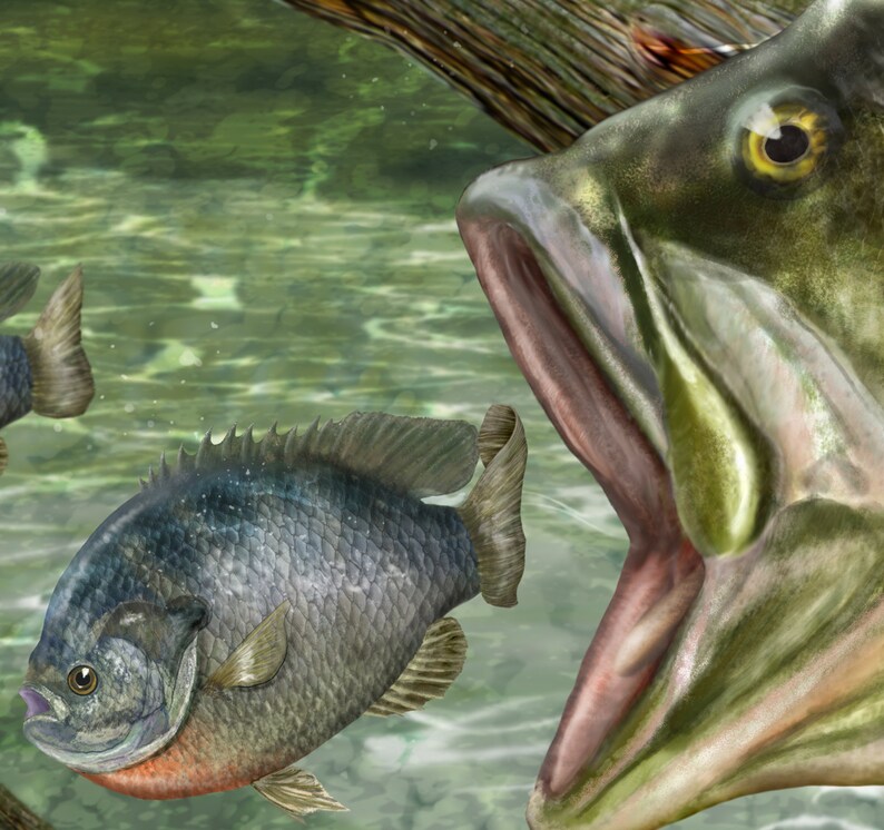May include: A largemouth bass with its mouth open, ready to catch a smaller bluegill fish. The bass is green and brown with a yellow eye. The bluegill is swimming away from the bass.