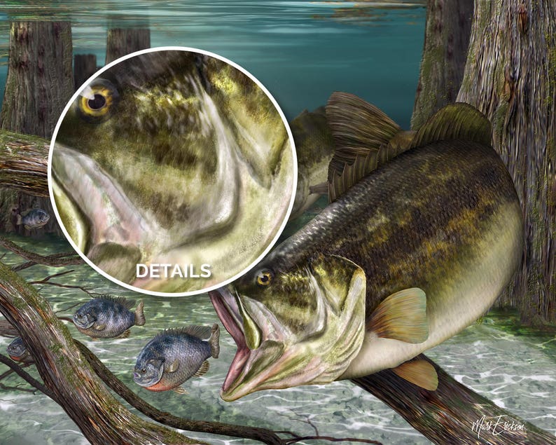 May include: A largemouth bass with a green, brown, and yellow mottled pattern swims in a shallow, clear water setting. The fish is partially submerged and its mouth is open. The fish is surrounded by green aquatic plants and a wooden log.