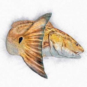 Redfish tail drawing art digital painting red drum fishing gift