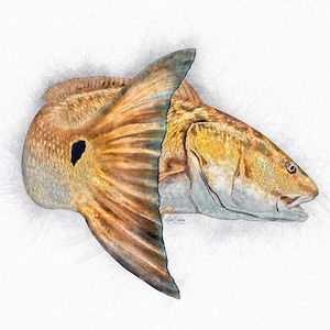 Redfish tail drawing art digital painting red drum fishing gift