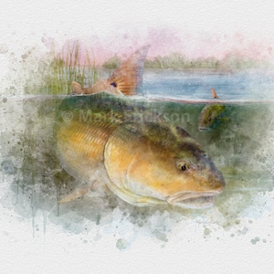 Redfish in the Reeds Watercolor Style Art Print  | red drum fishing gift, fish painting, fish art