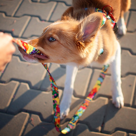 Trendy top dog leash