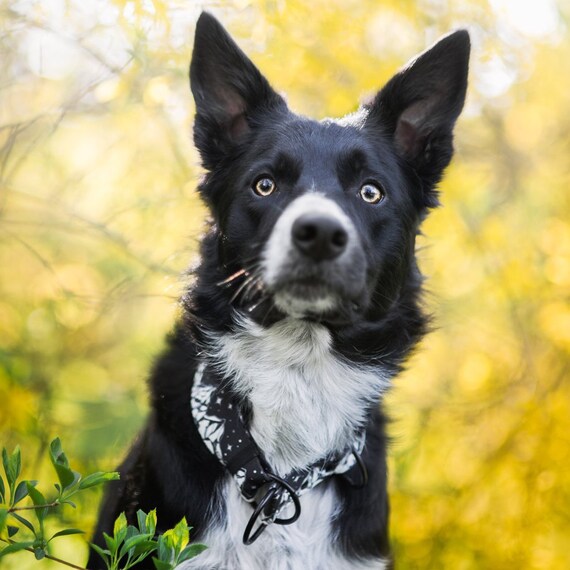 Montagnes De Collier De Chien Chien Noir Et Blanc Mâle Chien Avec Boucle Graphique Collier De Chien Pour Gros Chien Collier De Chien Réglable