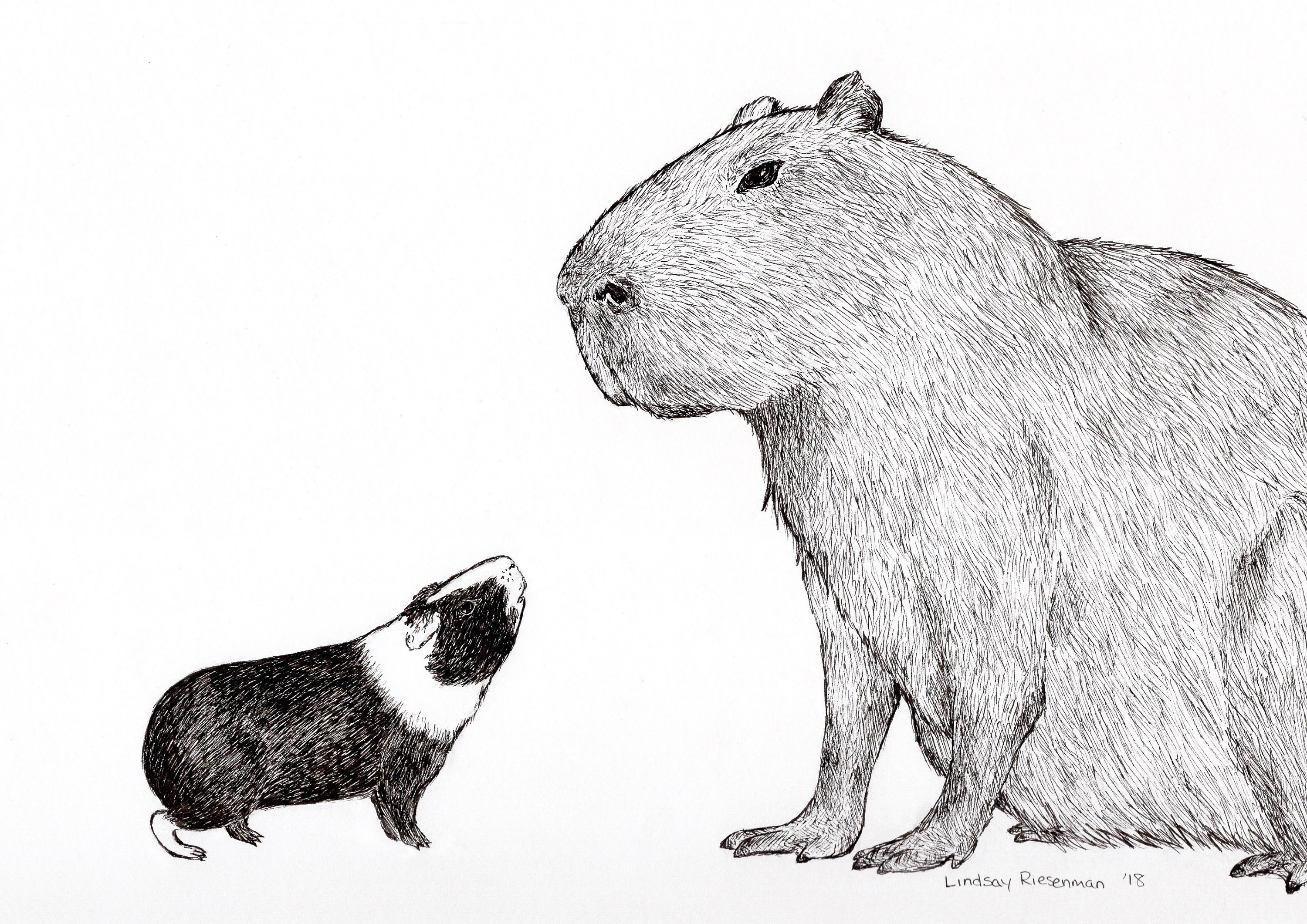 Capybara and Guinea Pig Print Etsy