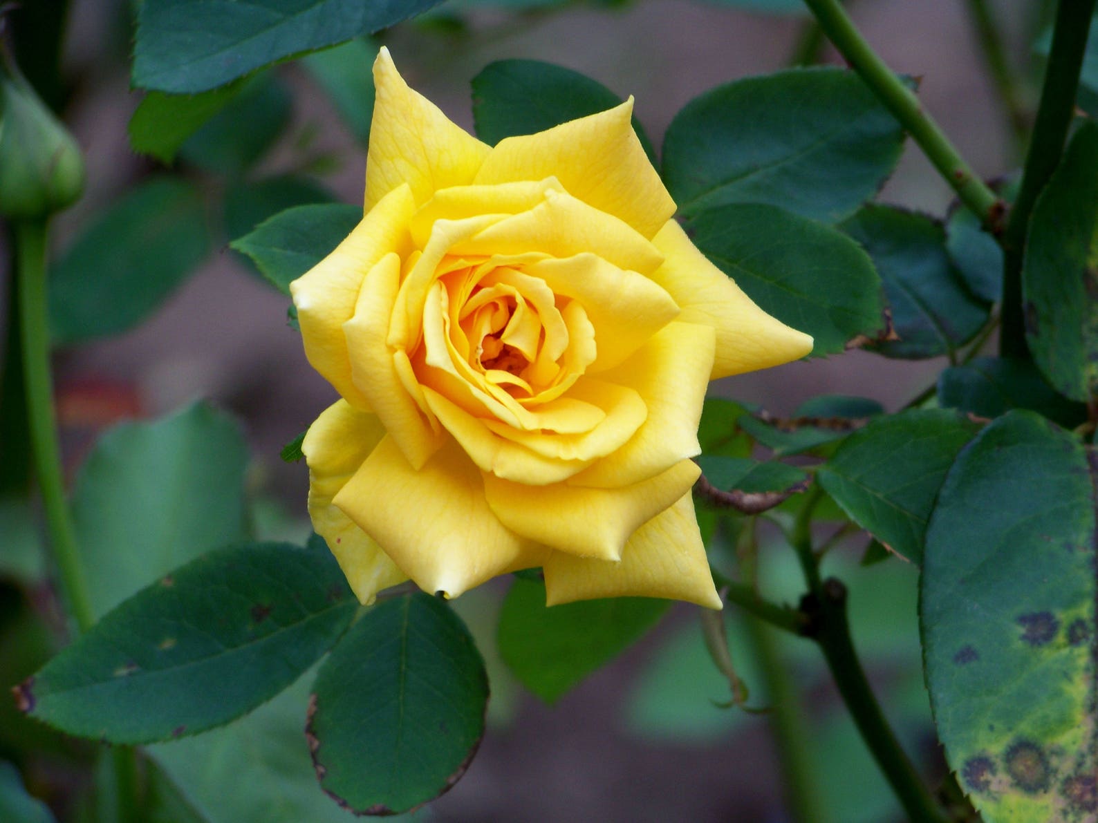 Yellow Rose of Texas Etsy