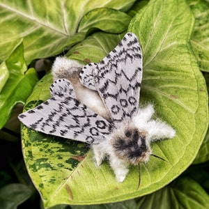 May include: A white and black moth with fuzzy white fur and black markings on its wings is resting on a green leaf.