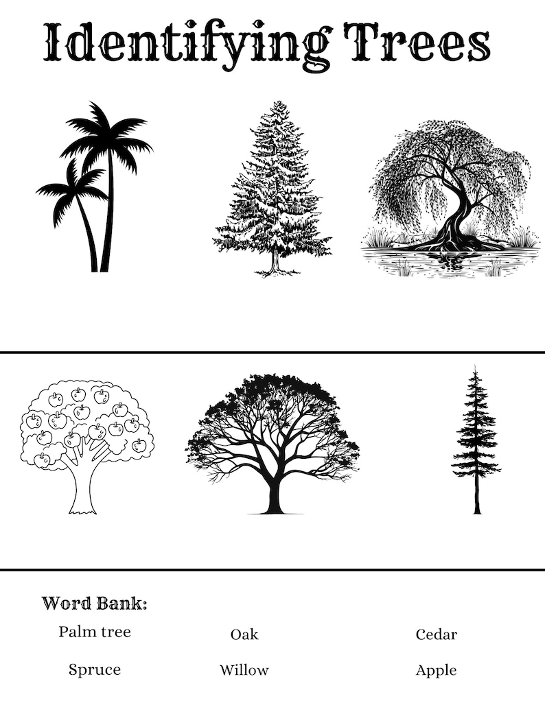 Grade School Tree Identification Etsy