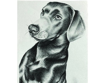 Custom Hand Drawn Pencil Pet Portrait Drawing A5