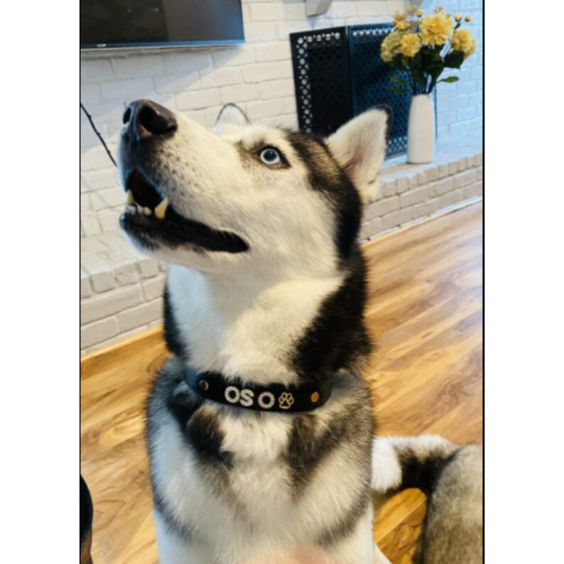 Custom Dog Collars With Name Top Vegan Soft Leather 5 Size Etsy