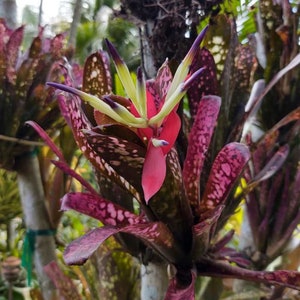 Billbergia Sanderiana Cutting - Etsy