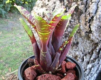 Bromeliad Neoregelia JOAO MARCIO Most Stunning Miniature Specie! Offset/Pup!