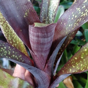 BROMELIAD Beadle's Billbergia MAMIE B. Stunning Color & Form!