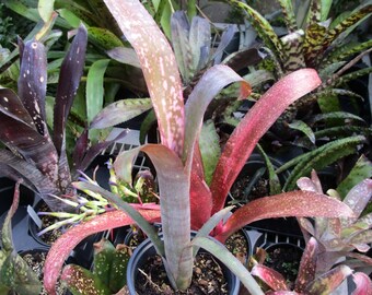 Bromeliad Billbergia PIPELINE X PINK CHAMPAGNE Elegant & Colorful!