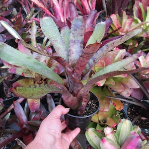 BROMELIAD Neoregelia MIDGET X TIGER Gorgeous Compact Hybrid Mature Plant Bild 1