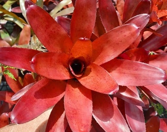 BROMELIAD Neoregelia FLUMINENSIS aka Brazil Colorful Specie! Young Plant!