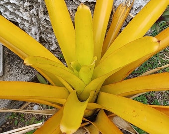 Bromeliad Aechmea 'Lemon' Blanchetiana - Full Sun - Size Choice