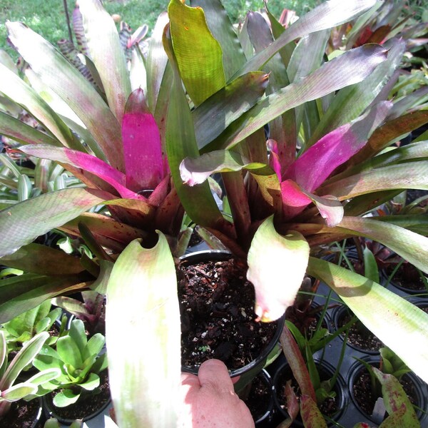 BROMELIAD Neoregelia BURLE-MARXII Colorful Stoloniferous Specie! One Offset