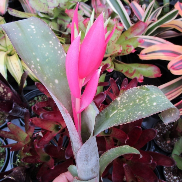 BROMELIAD Billbergia JANET WILSON Beautiful Curly Stoloniferous!