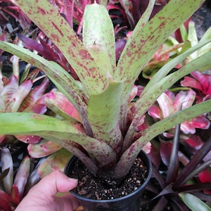 Bromeliad Neoregelia &#39;Caviar Hybrid&#39; Offset - Golden Green & Purple