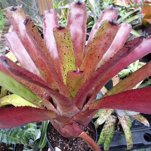 BROMELIAD Neoregelia DIVERSIFICATION A Rainbow Hybrid! Offset/PUP
