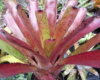 BROMELIAD Neoregelia DIVERSIFICATION A Rainbow Hybrid! Offset/PUP