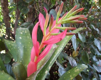 BROMELIAD Beadle's Billbergia PERIDOT Stunning Form & Inflorescence! HUGE Offset!