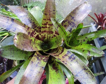 BROMELIAD Neoregelia Mellica's SOLSTICE Absolutely Gorgeous! Offset!