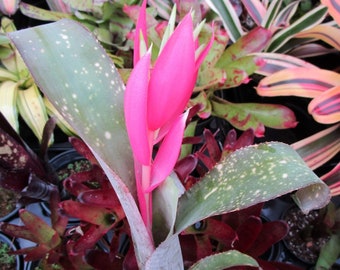 BROMELIAD Billbergia JANET WILSON Beautiful Curly Stoloniferous!