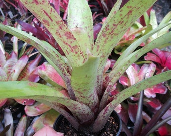 BROMELIAD Neoregelia CAVIAR HYBRID by Kiehl? Beautiful Young Plant!