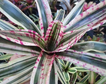 BROMELIAD Neoregelia Skotak's TANTRUM Colorful Extra Albo! Young Plant!