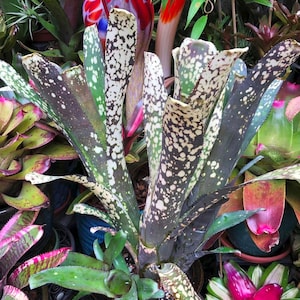 BROMELIAD Lots of Spots Is Billbergia OLE Large Husky Grower! Offset!