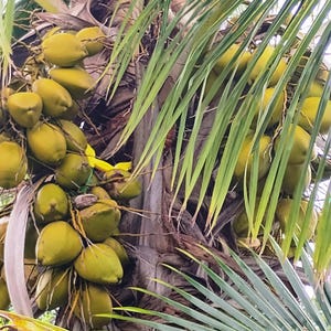 Fresh Organic COCONUTS - 4 Whole Packed with Coconut Water or Thick Meat - Tropical Fruit Free Shipping