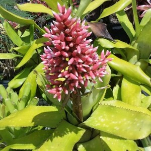 Aechmea aquilegia Variegated〔エクメア〕A0149 Aechmea aquilega - Wikipedia