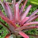 see more listings in the Plants section