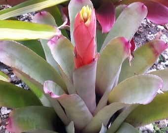Bromeliad Aechmea LITTLE HARV Sun Loving! Lasting Bloom! HUGE Offset!