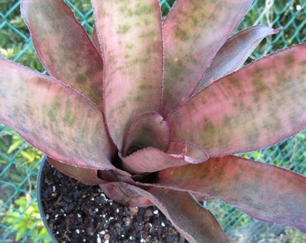 BROMELIAD Neoregelia Irvin's COTTON CANDY Amazing Light Colors! Just Beautiful!