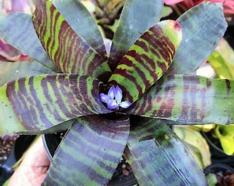 BROMELIAD Vinzant's Neoregelia SAVOY TRUFFLE Desirable Hybrid! Colorful Pup!